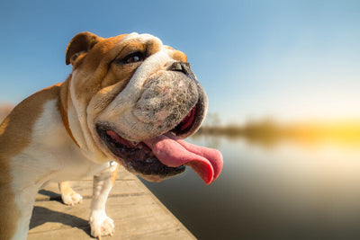 Temperature da record fino a 40°C: 3 consigli fondamentali per proteggere il tuo cane durante l'estate