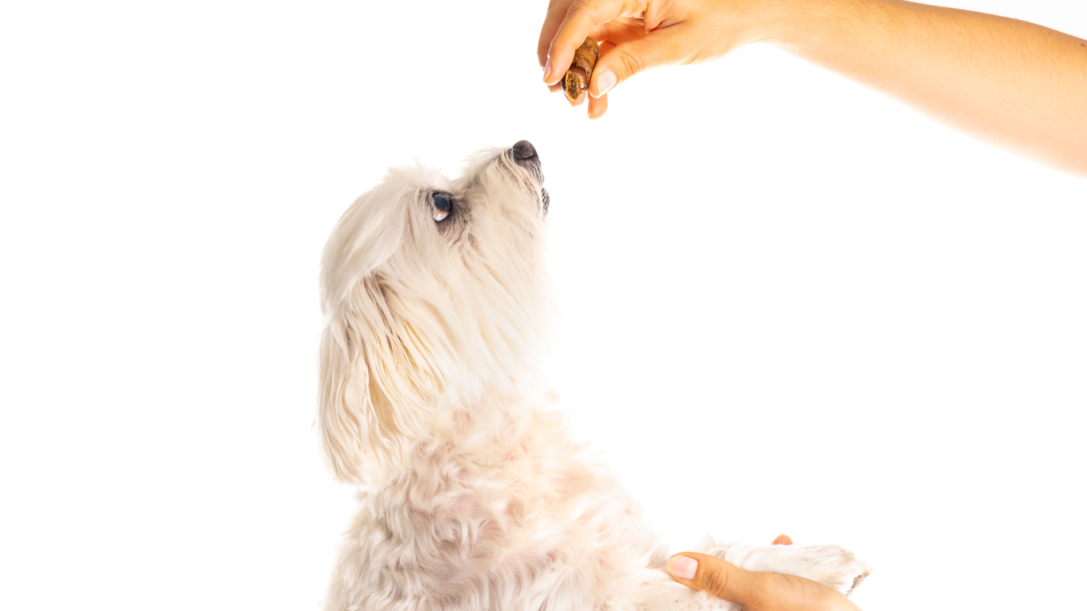 Come scegliere uno snack veramente sano per cani e gatti