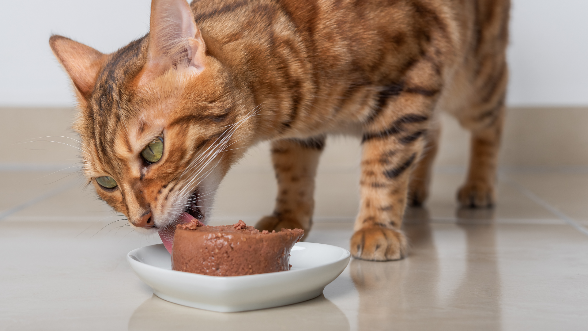 Meglio crocchette o cibo umido per il mio gatto?