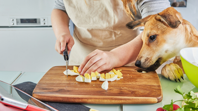 Cos'è l'alimentazione casalinga per cani e gatti? E perché Pura Natura è così casalinga!