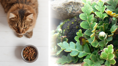 Spaccapietre nel gatto: come supportare il suo sistema urinario