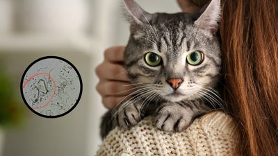 Struvite nel gatto: tutto quello che devi sapere