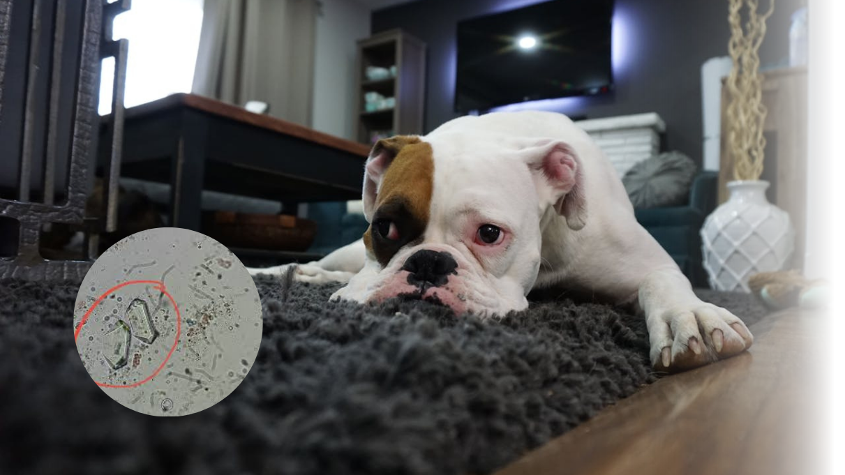 Struvite nel cane: tutto quello che devi sapere