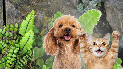 Spaccapietre per cani e gatti: benefici naturali per i reni e le vie urinarie