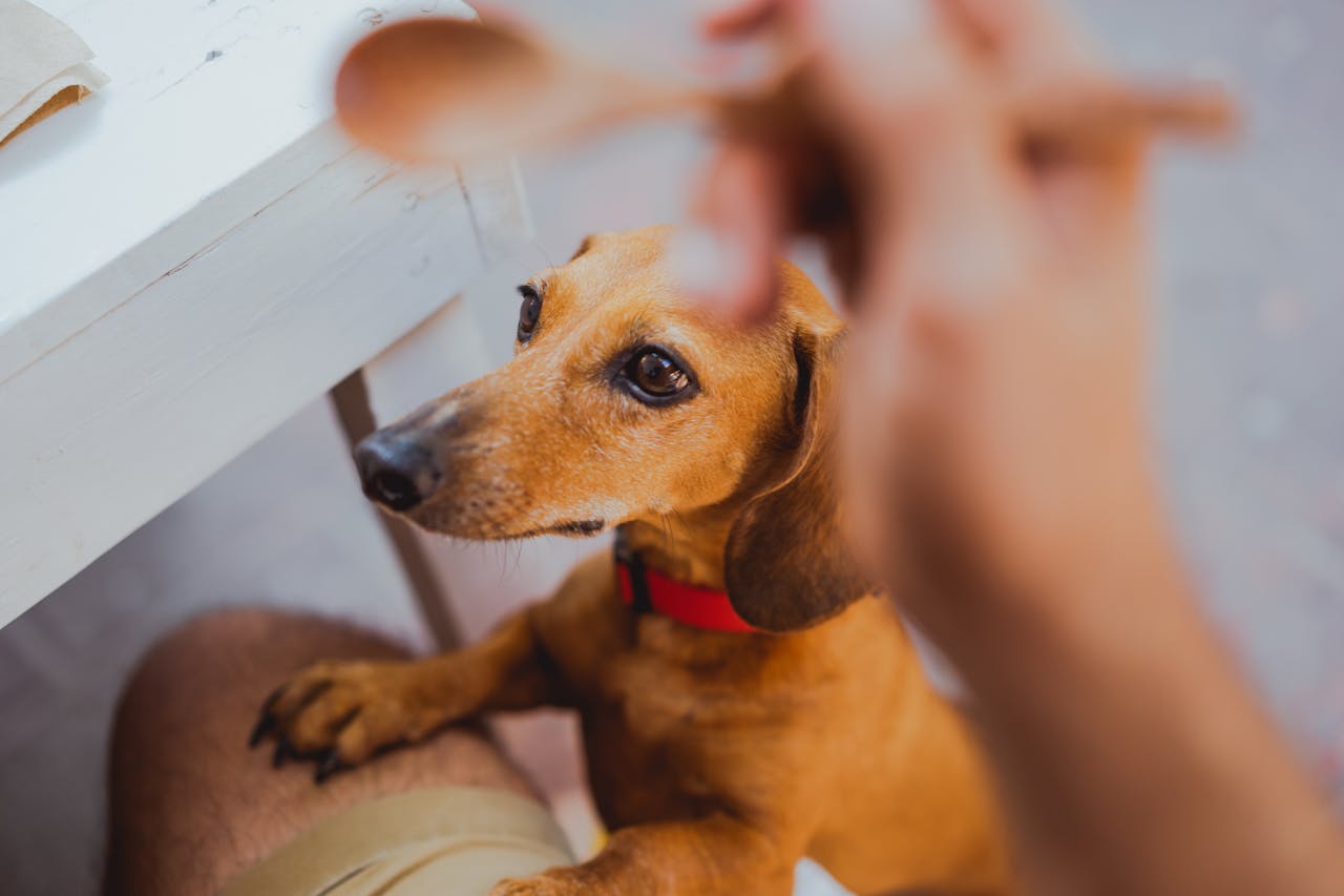 Cibi vietati ai cani: i 6 errori più comuni
