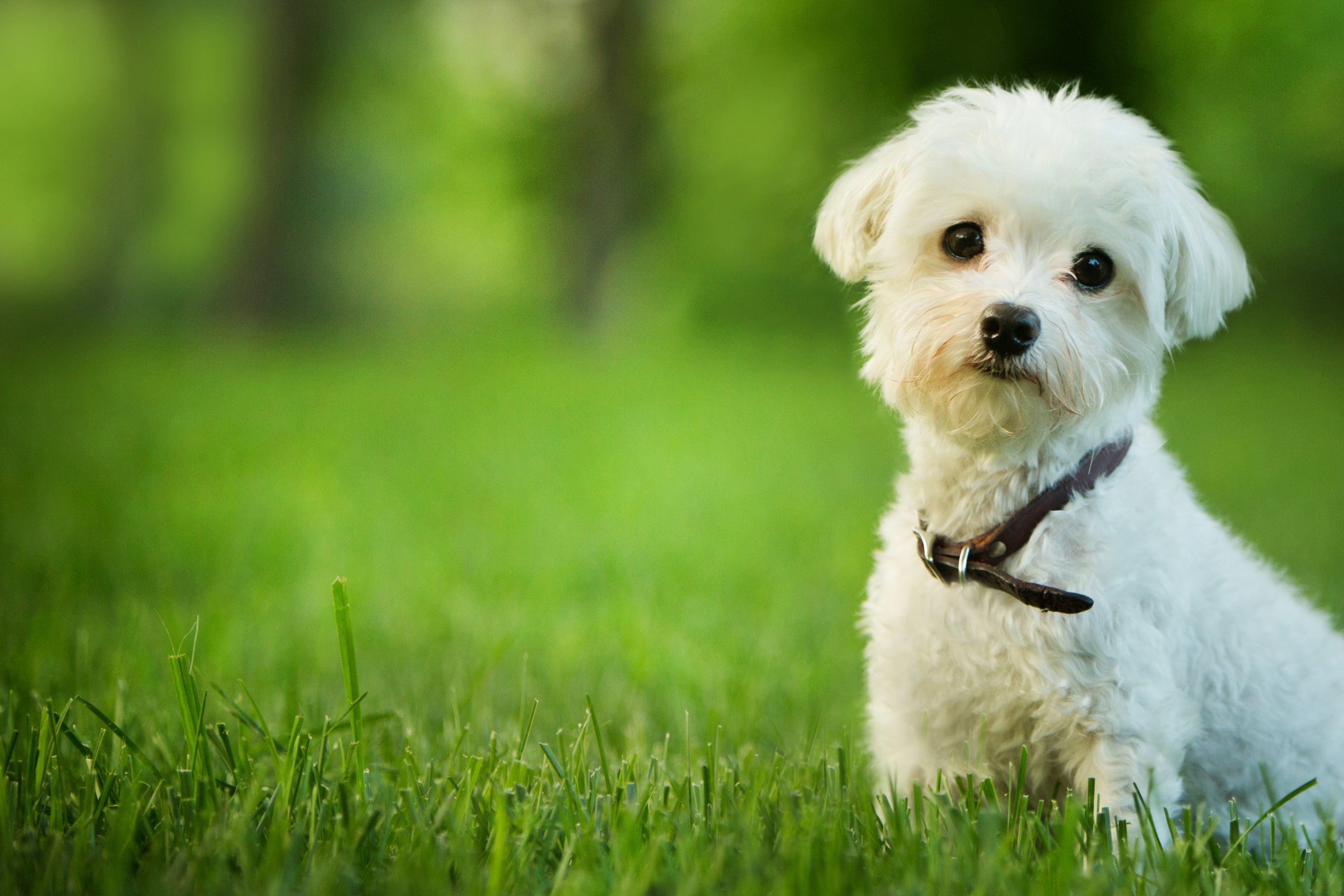 Il mio cane è abituato alle crocchette: Come posso fargli amare il cibo morbido?